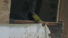 Basileuterus delattrii