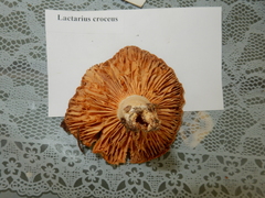 Lactarius croceus