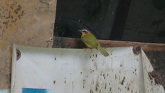 Basileuterus delattrii