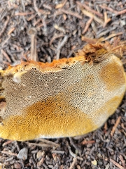 Pyrofomes juniperinus