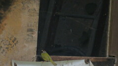Basileuterus delattrii