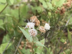 Ageratina herbacea