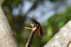 Tibionema abdominalis