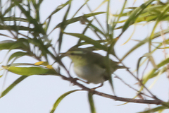 Phylloscopus sibilatrix