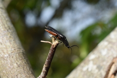 Tibionema abdominalis