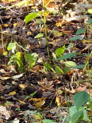 Regulus satrapa satrapa