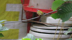 Basileuterus delattrii