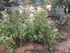 Ageratina herbacea