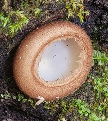 Humaria hemisphaerica