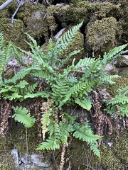 Polypodium vulgare