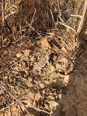 Phrynosoma blainvillii