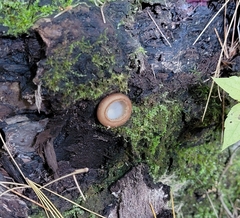 Humaria hemisphaerica