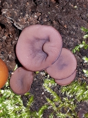 Ascocoryne cylichnium