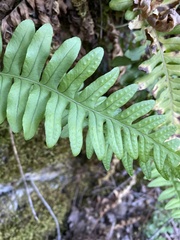 Polypodium vulgare