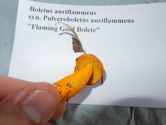 Aureoboletus auriflammeus