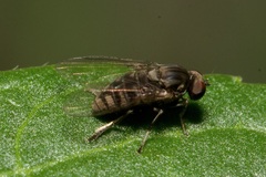 Platypezidae