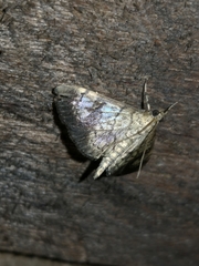 Crambidae