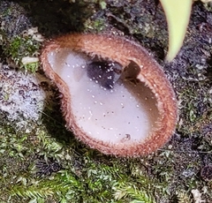 Humaria hemisphaerica