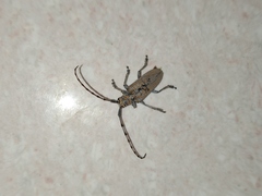 Celosterna scabrator