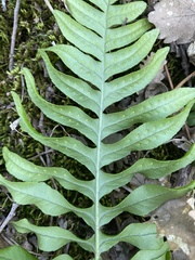 Polypodium vulgare