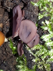 Ascocoryne cylichnium