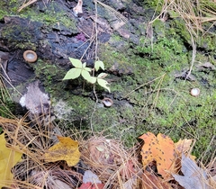 Humaria hemisphaerica