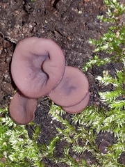 Ascocoryne cylichnium