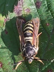 Pennisetia marginatum