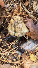 Pseudosperma sororium