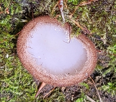 Humaria hemisphaerica