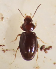 Polyderis laeva