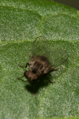 Platypezidae