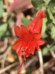 Epilobium canum
