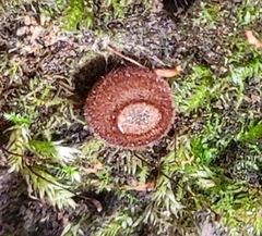 Humaria hemisphaerica