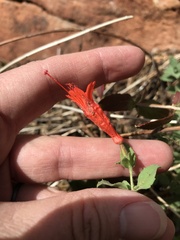 Epilobium canum