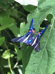 Rhetus arcius