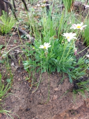 Dimorphotheca nudicaulis
