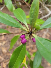 Myoporum laetum