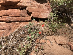 Epilobium canum