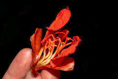 Brownea grandiceps