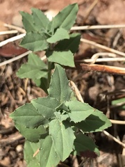 Epilobium canum