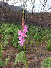 Watsonia