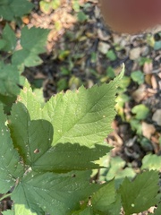 Rubus spectabilis