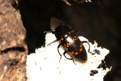 Pselaphacus curvipes