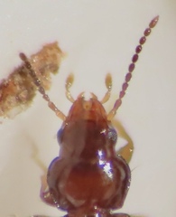 Polyderis laeva