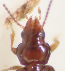Polyderis laeva