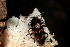 Pselaphacus curvipes