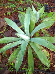 Agave maximiliana
