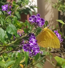 Phoebis philea philea