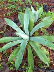 Agave maximiliana